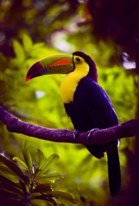 Toucan